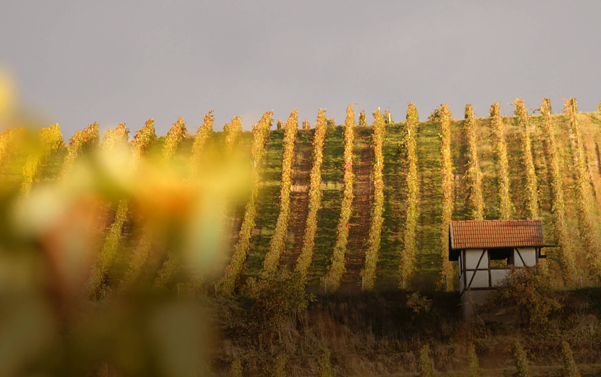 Weingut Janson Impressionen