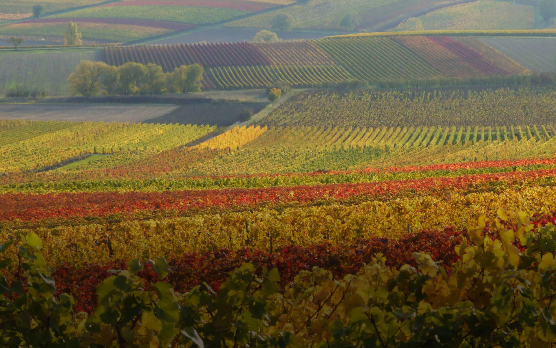 Weingut Janson Impressionen